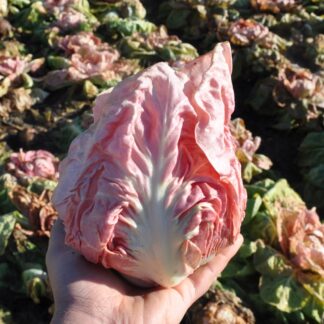 Chicory - Radicchio Rosa 'Jolanda' (Organic)