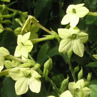 Nicotiana seeds