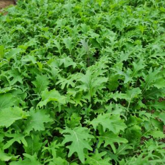 Asian Greens - Kizuna Mix (Organic)