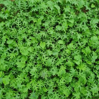 Asian Greens - Kizuna Mix (Organic)