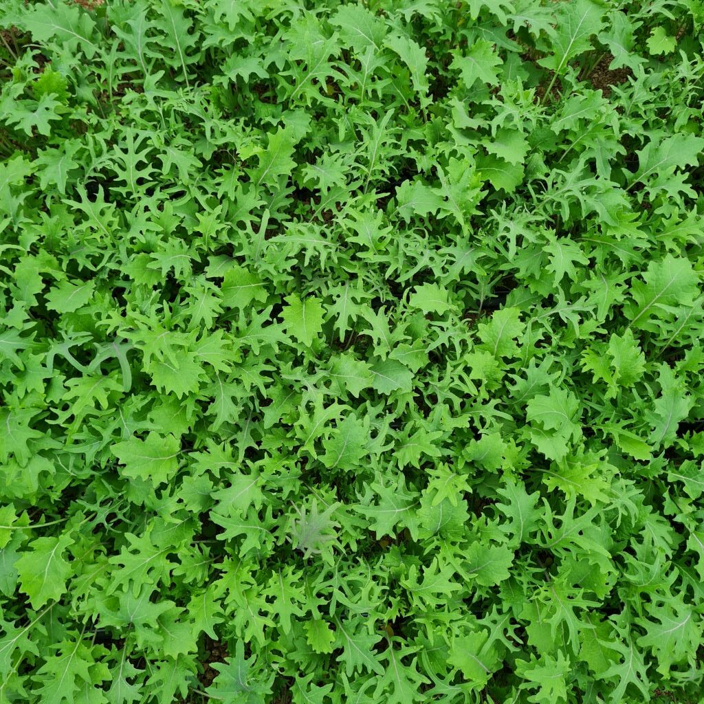 Asian Greens - Kizuna Mix (Organic) - Image 2