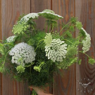 Ammi visnaga - Green Mist (Organic)