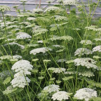 Ammi visnaga - Green Mist (Organic)
