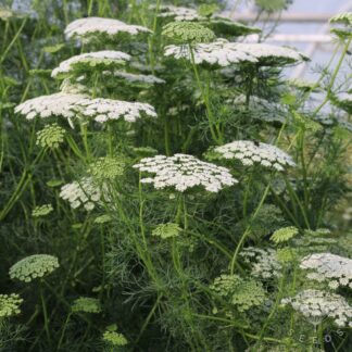 Ammi Seeds