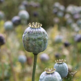 Poppy - Giganteum (Organic)