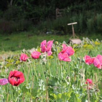 Poppy - Giganteum (Organic)