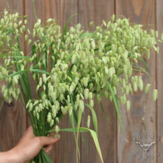 Briza Maxima - Greater Quaking Grass (Organic)