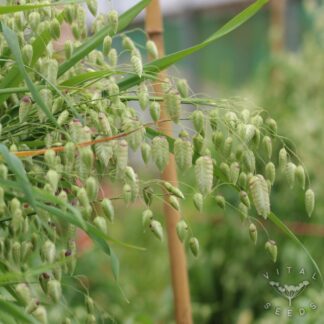 Briza Maxima - Greater Quaking Grass (Organic)
