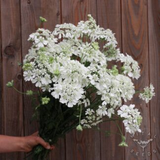 Orlaya - Orlaya (Organic)