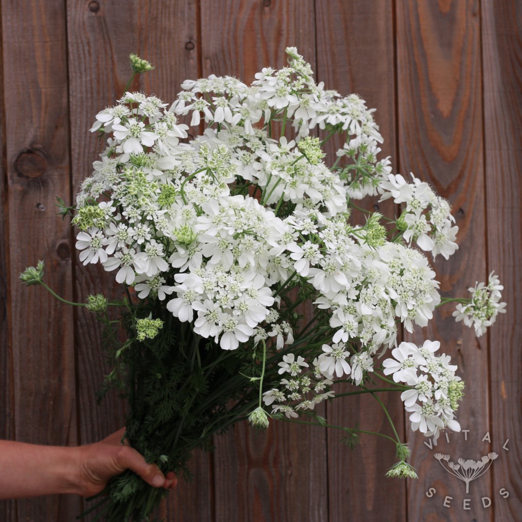 Orlaya - Orlaya (Organic)