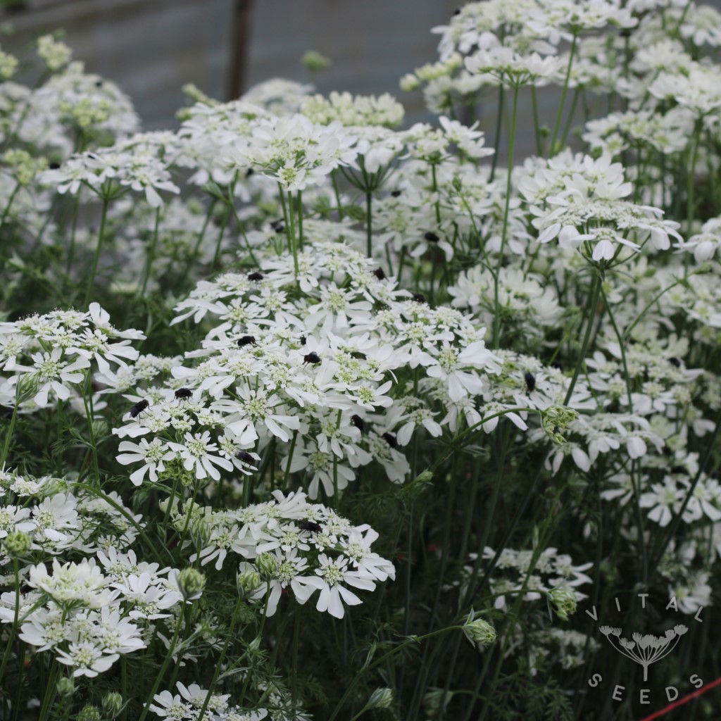 Orlaya - Orlaya (Organic) - Image 3