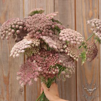 Ornamental carrot - Dara (Organic)