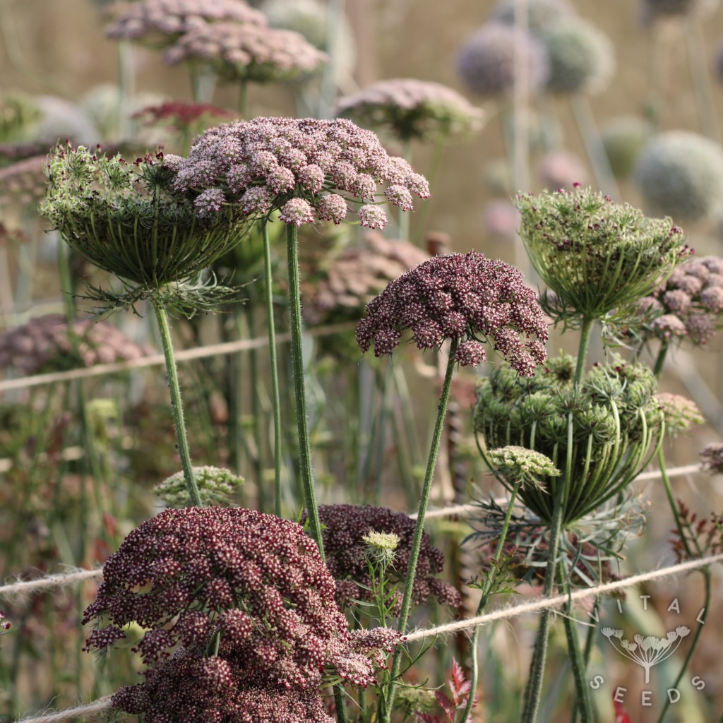 Ornamental carrot - Dara (Organic)