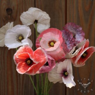 Poppy - Angels Choir (Organic)