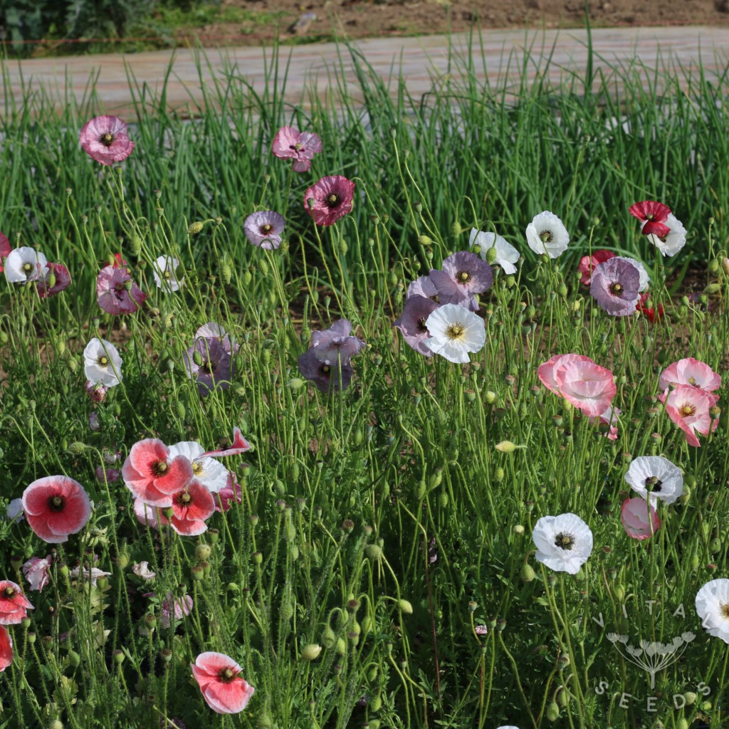 Poppy - Angels Choir (Organic) - Image 2