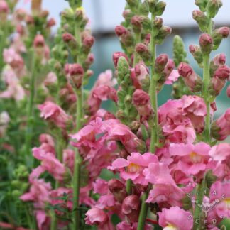 Snapdragon - Appleblossom (Organic)