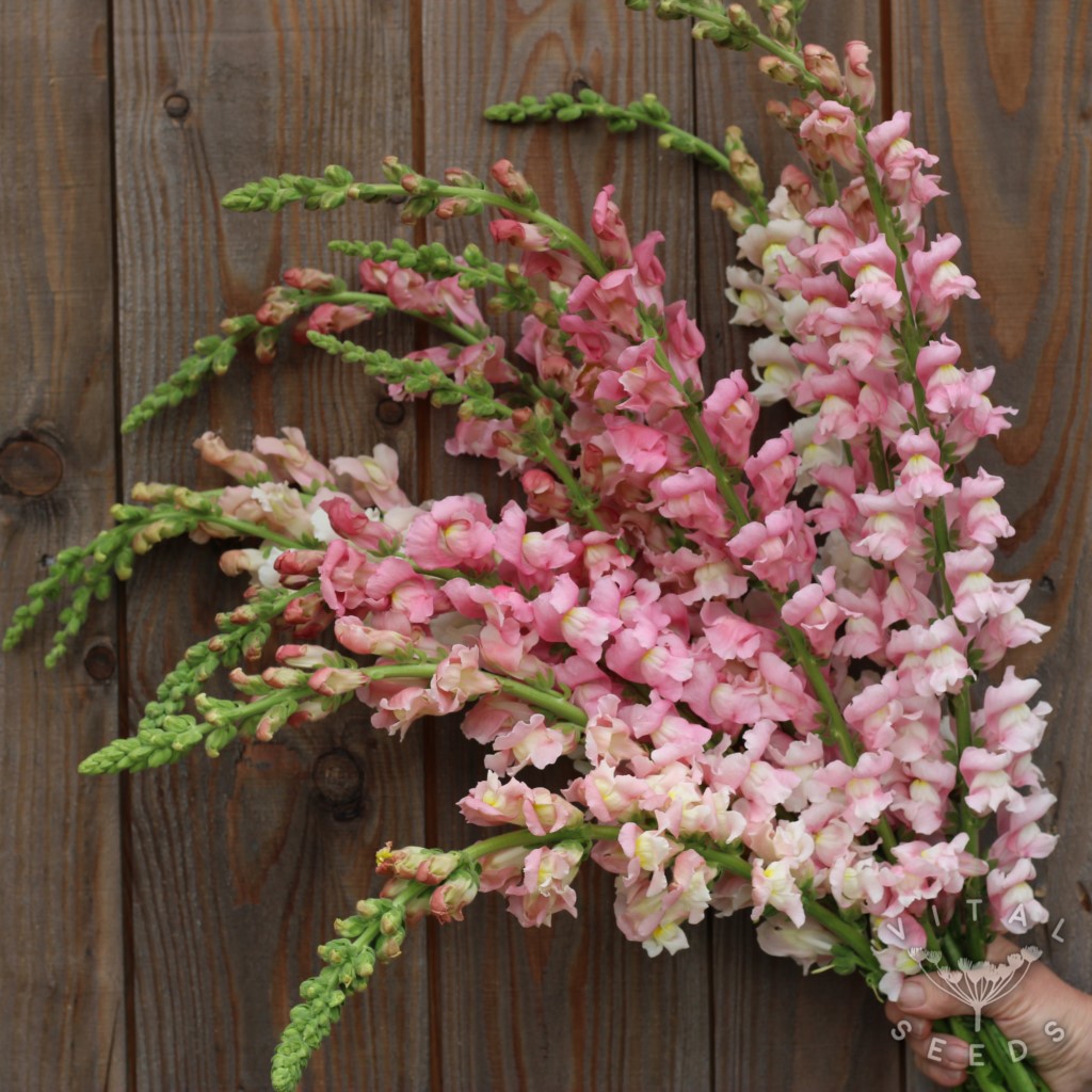 Snapdragon - Appleblossom (Organic)