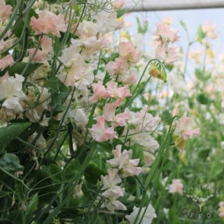Sweet Pea - Castlewellan (Organic) ***NEW FOR 2026***