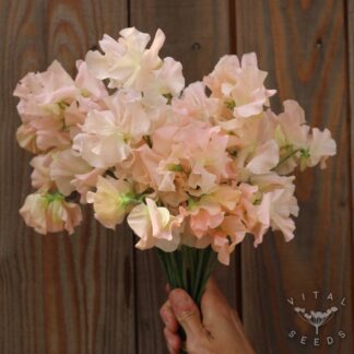 Sweet Pea - Castlewellan (Organic) ***NEW FOR 2026***