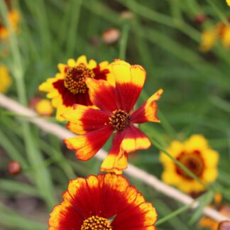 Coreopsis Seeds