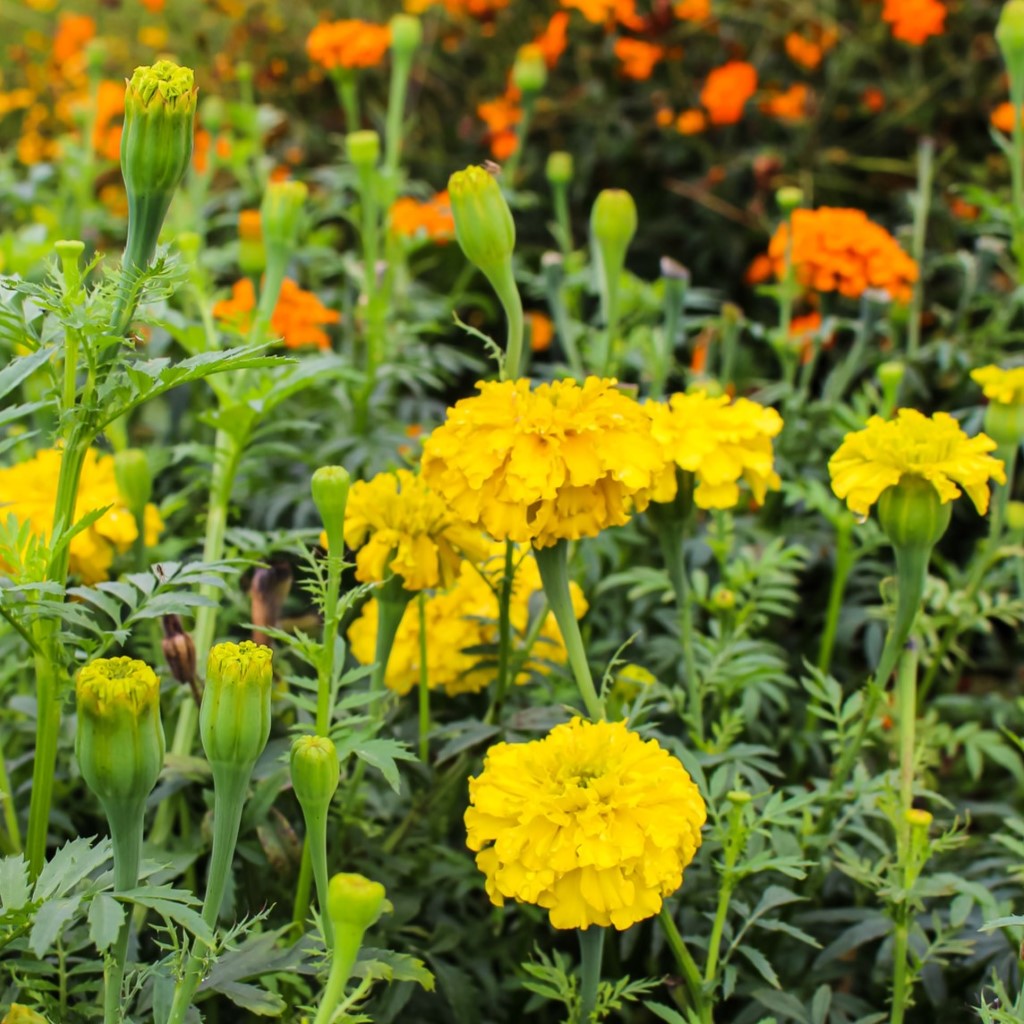 African Marigold - Crackerjack (Organic) - Image 4