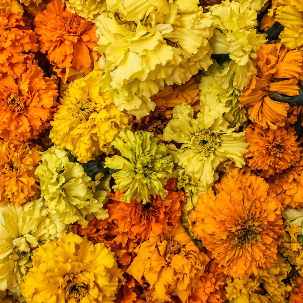 African Marigold - Crackerjack (Organic) - Image 3