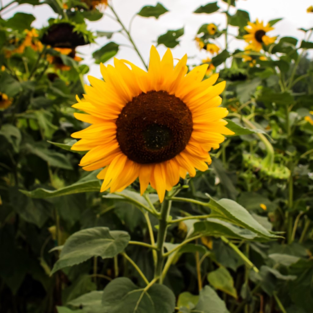 Sunflower - Hopi Black (Organic)