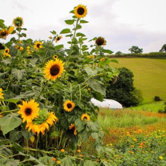 Sunflower - Hopi Black (Organic)