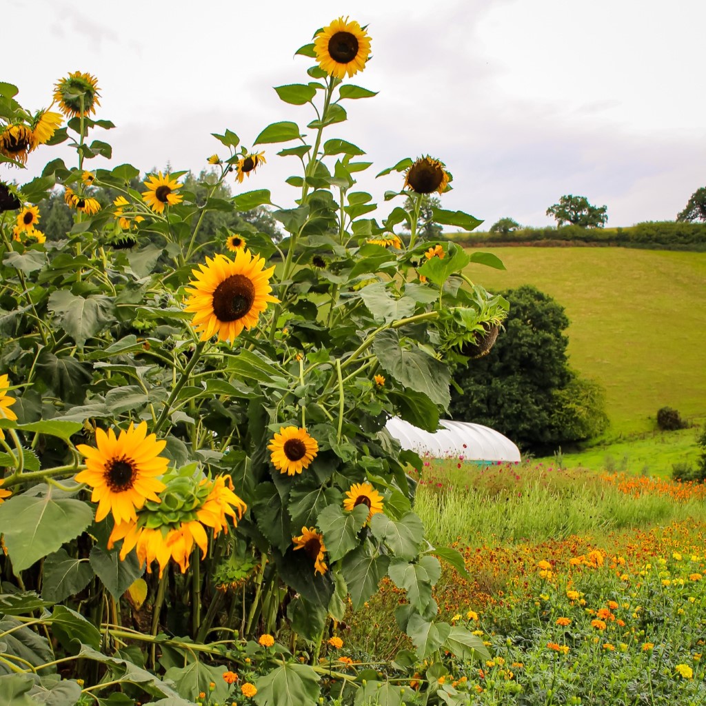 Sunflower - Hopi Black (Organic) - Image 2