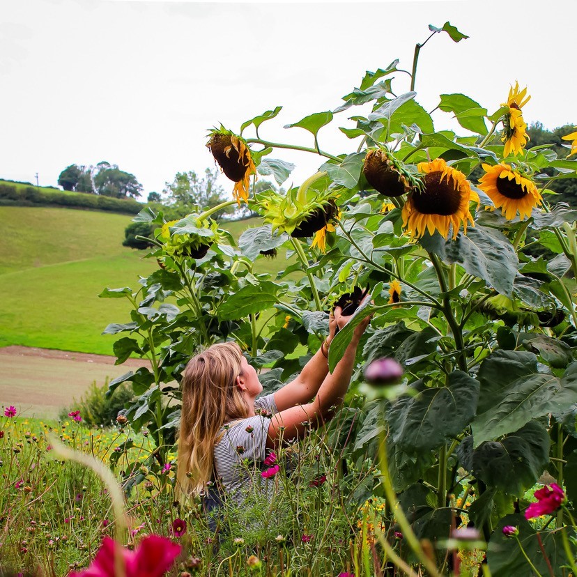 Sunflower - Hopi Black (Organic) - Image 3