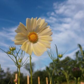 Cosmos - Kiiro (Organic)