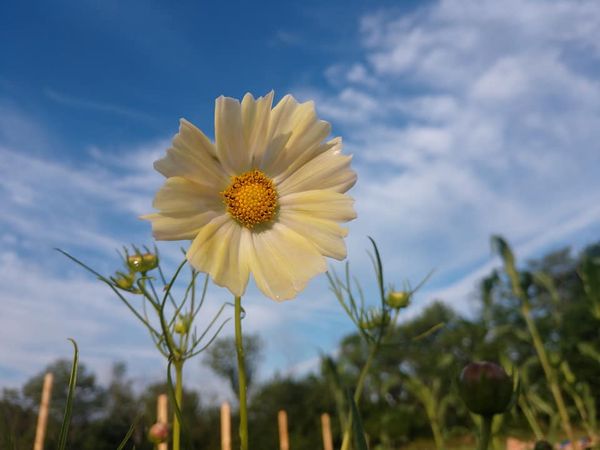 Cosmos - Kiiro (Organic)