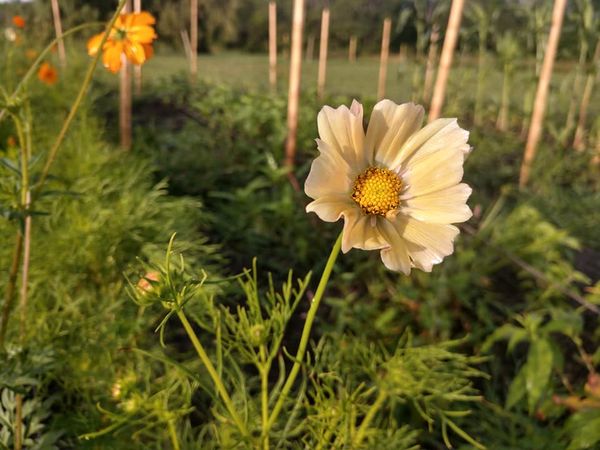 Cosmos - Kiiro (Organic) - Image 3