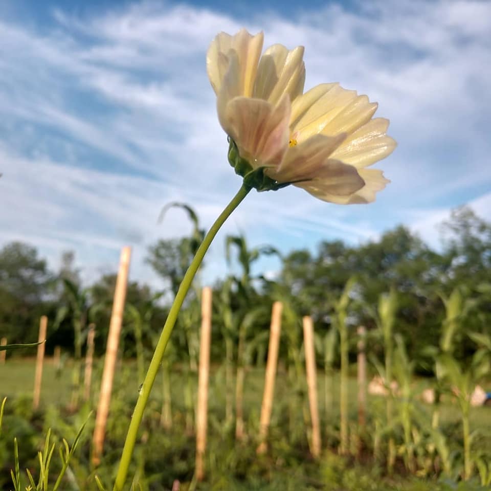 Cosmos - Kiiro (Organic) - Image 2