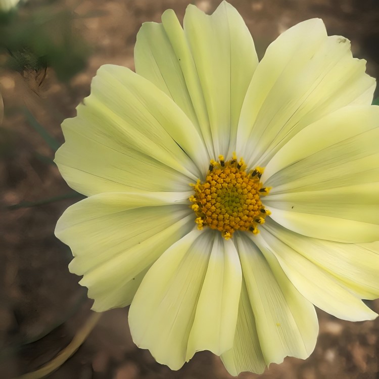 Cosmos - Kiiro (Organic) - Image 4