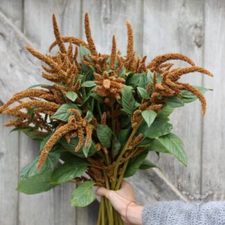 Amaranth - Hot Biscuits (Organic)