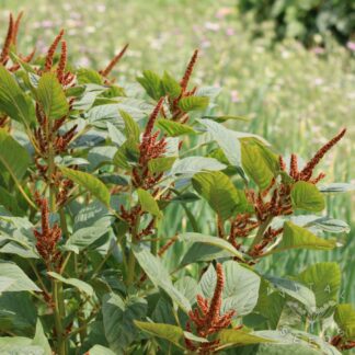 Amaranth - Hot Biscuits (Organic)