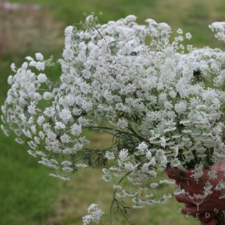 Ammi majus/ Bishop's Flower (Organic)