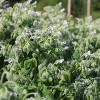 Borage - White (Organic)
