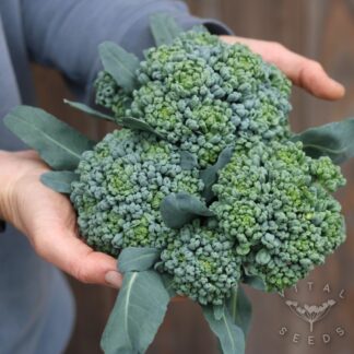 Broccoli - Piracicaba (Organic)