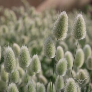 Bunny Tails Seeds