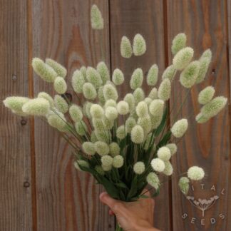Ornamental Grass - Bunny Tails (Organic)