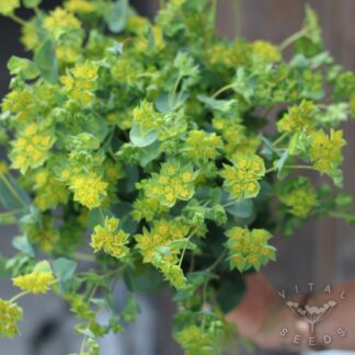 Hare's Ear - Gruffuthii (Organic)