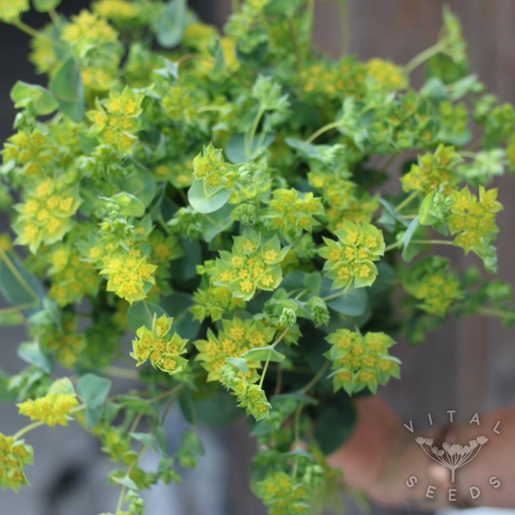 Hare's Ear - Gruffuthii (Organic) - Image 2