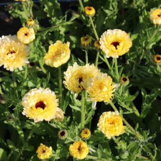 Calendula - Ivory Princess (Organic)