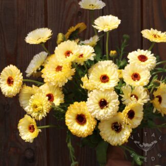 Calendula - Ivory Princess (Organic)