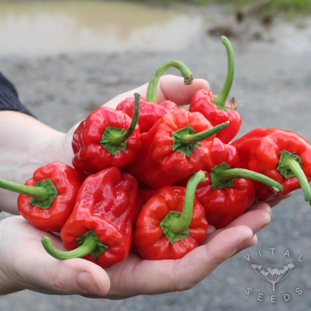 Chilli - Aleppo (Organic) - Image 2