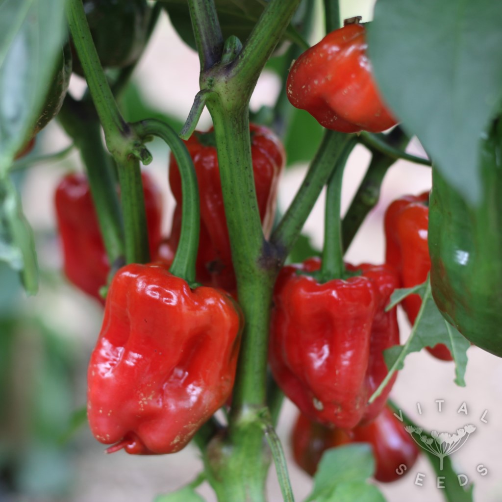 Chilli - Aleppo (Organic) - Image 3
