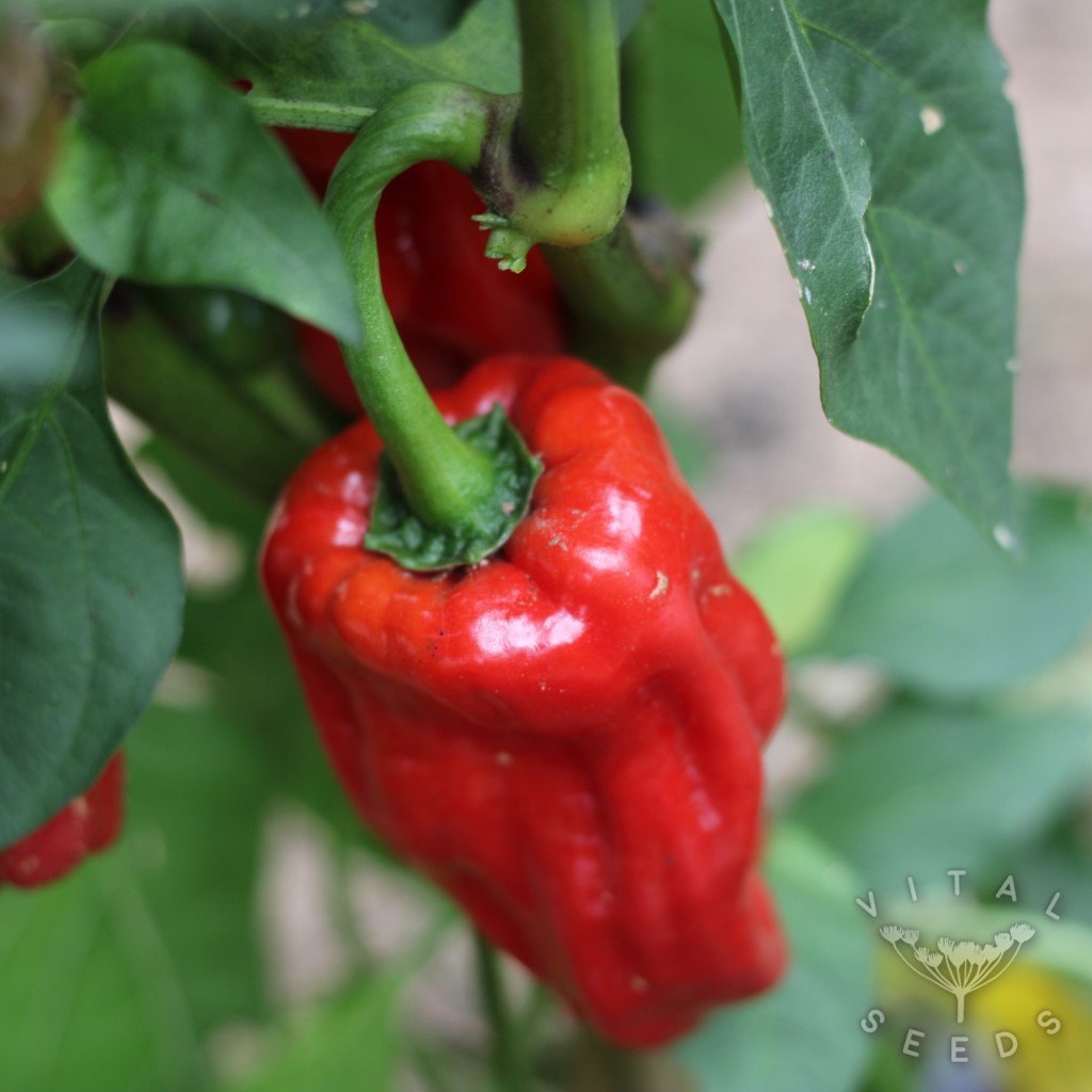 Chilli - Aleppo (Organic)