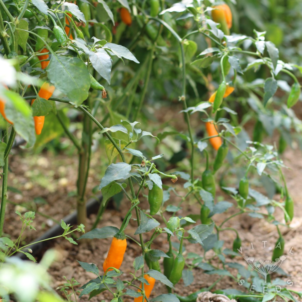 Chilli - Criolla Sella (Organic) - Image 4
